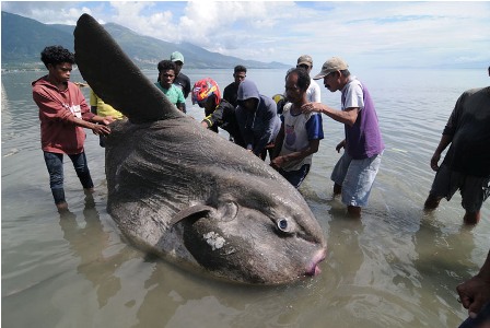 Nelayan Temukan Ikan Aneh, Panjang Dua Meter dan Berat 200 Kg
